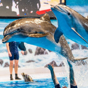 Dubai Dolphinarium