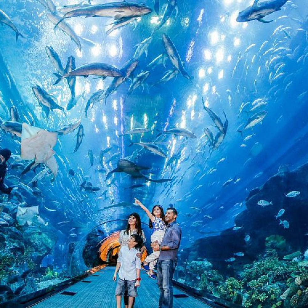 Dubai Aquarium and Underwater Zoo - Image 3