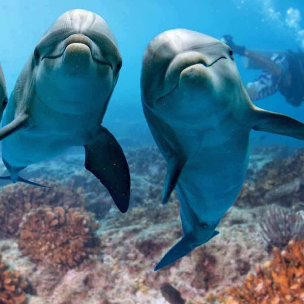 Dolphin Bay Atlantis - Image 2