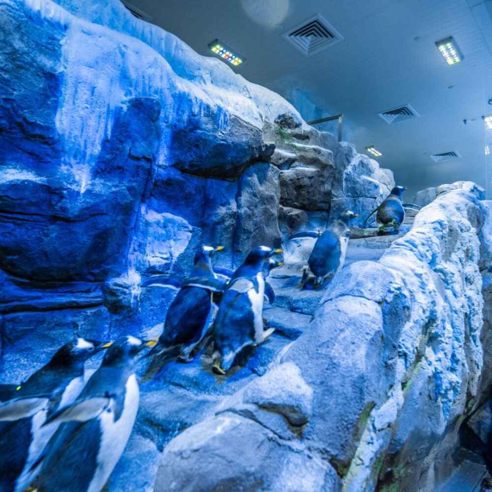 Dubai Aquarium and Penguin Encounter - Image 2