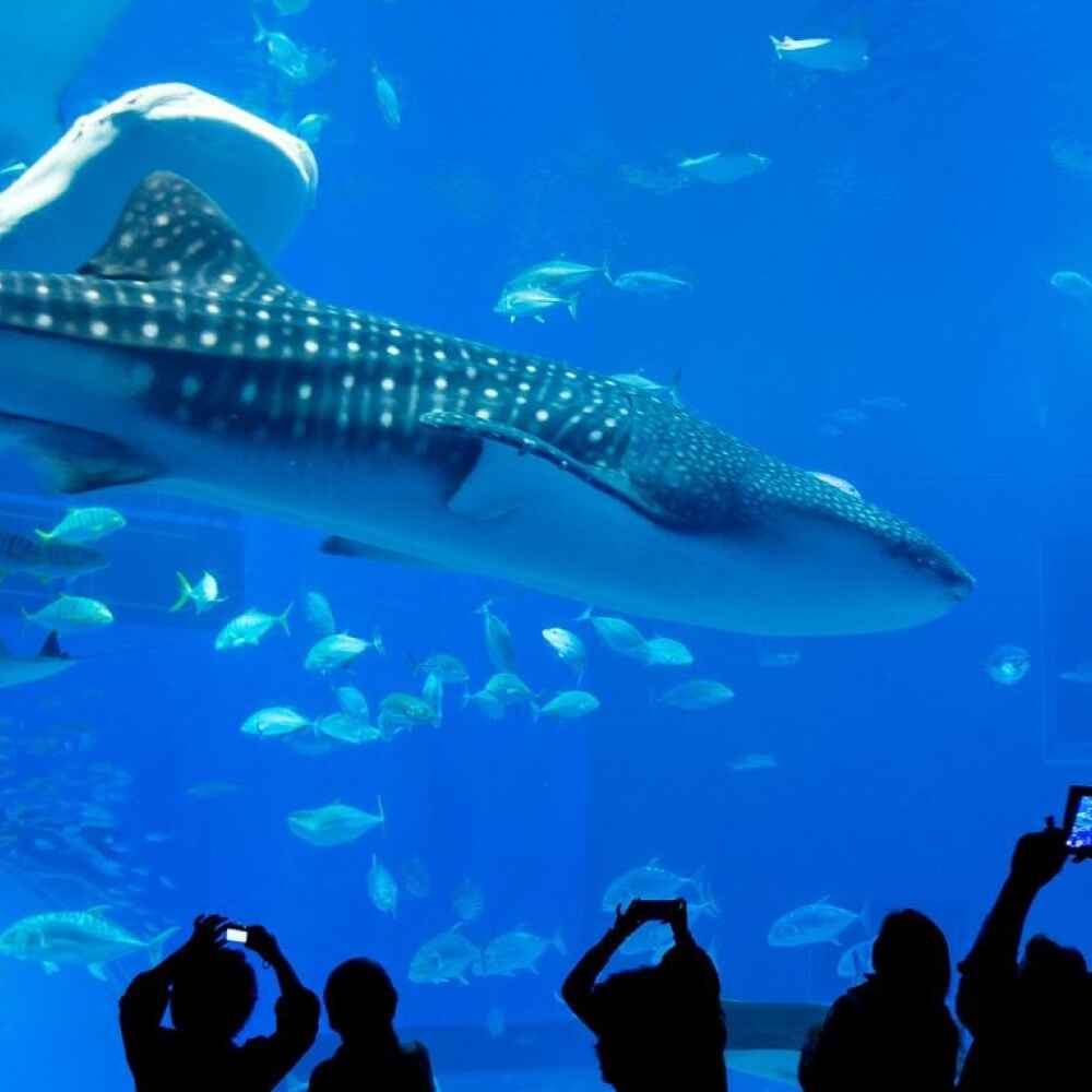 Dubai Aquarium and Penguin Encounter - Image 3