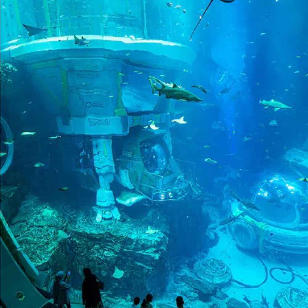 SeaWorld from Dubai - Image 3