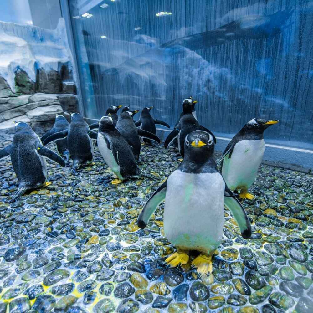 Dubai Aquarium and Penguin Encounter