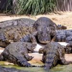 Dubai Crocodile Park