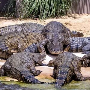 Dubai Crocodile Park